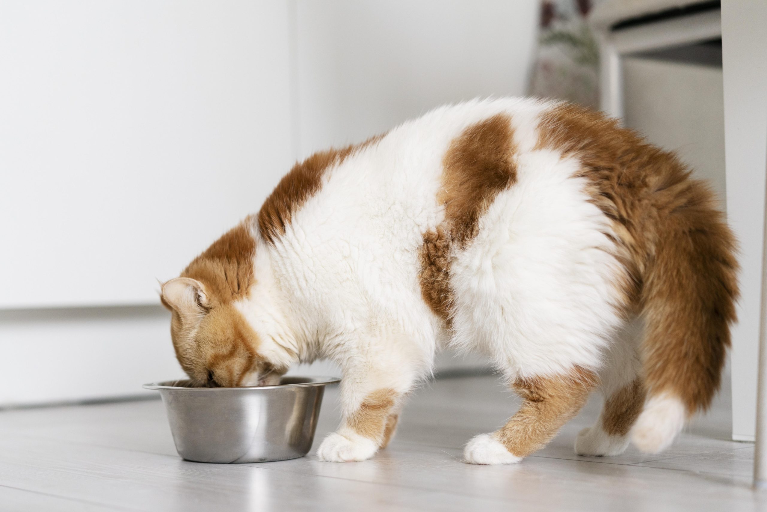 best diet for cats