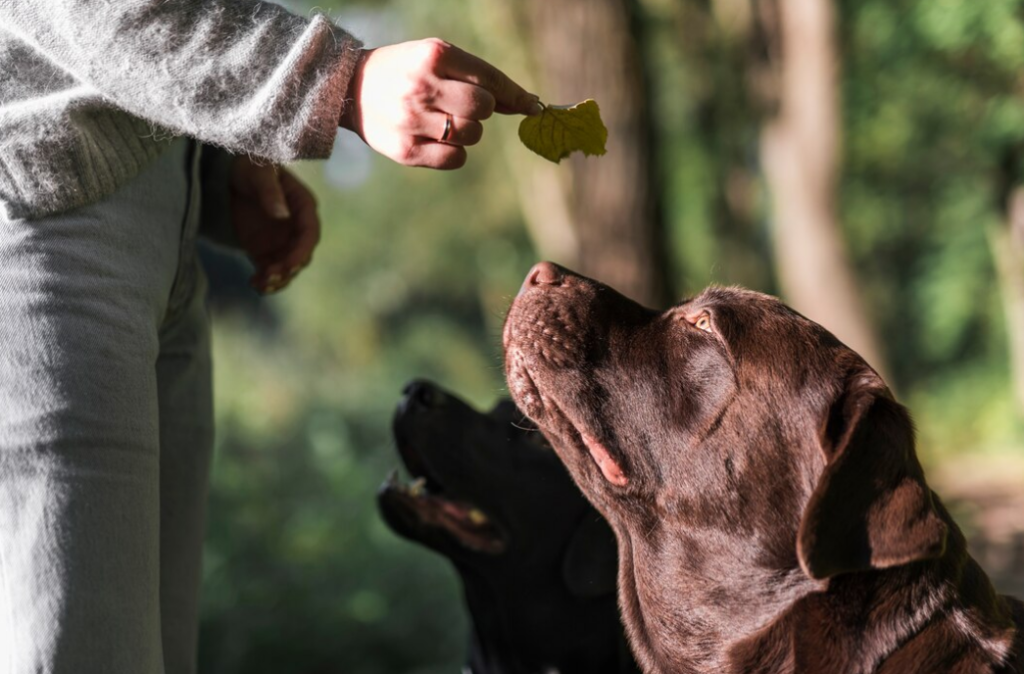 I Almost Killed My Dog With Fish Oil