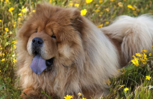 purple tongue in dogs