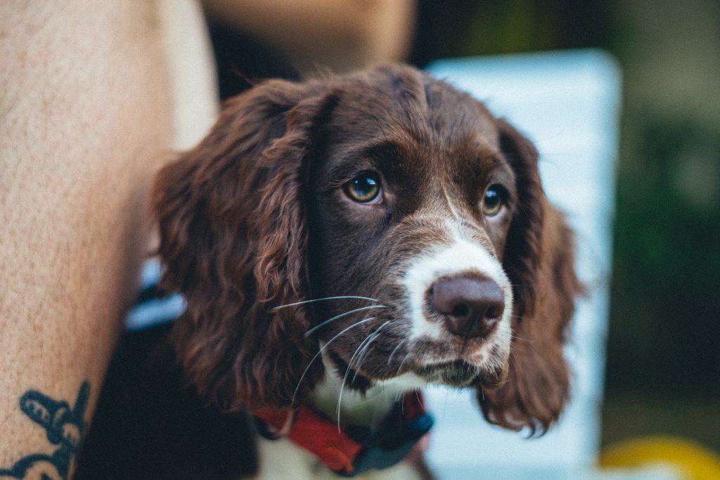 Puppy Growing stages: When do puppies stop growing