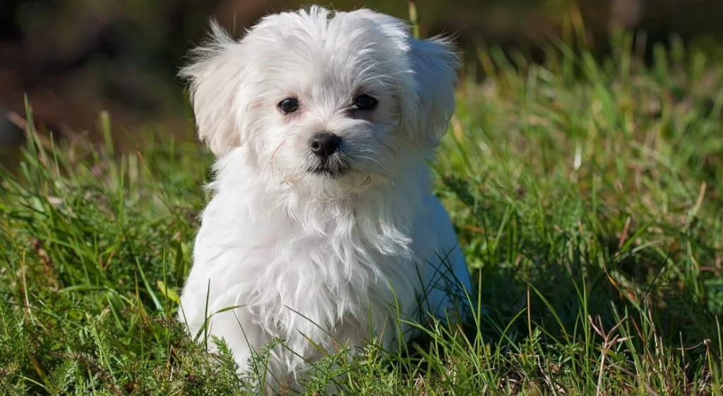 malshipoo