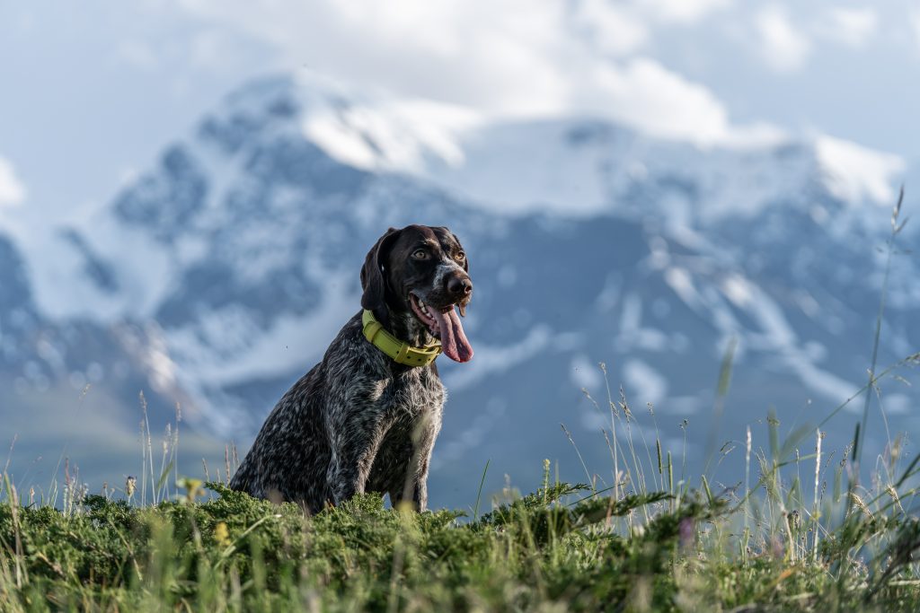 Bernese Mountain Dog