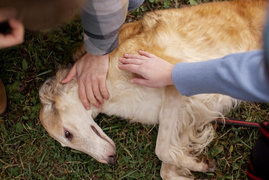 red rash on dog belly