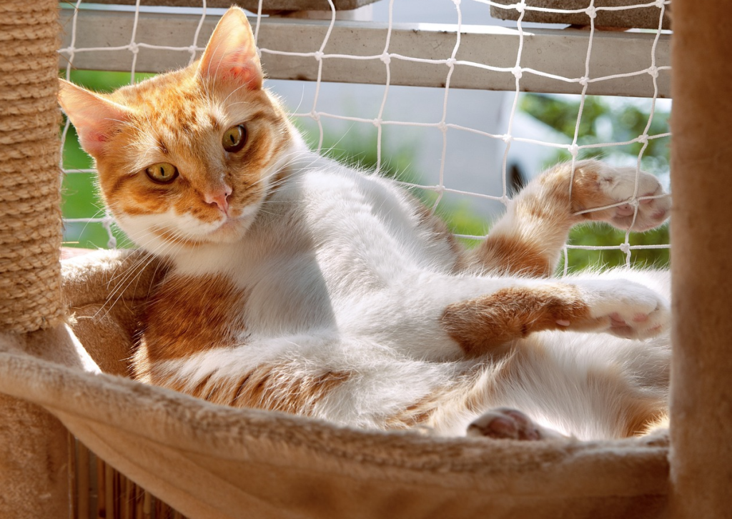 Cat Enclosure Ideas