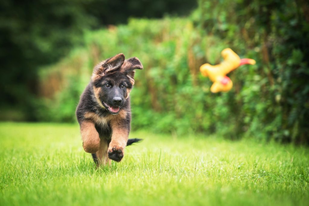 Female German Shepherd Puppy