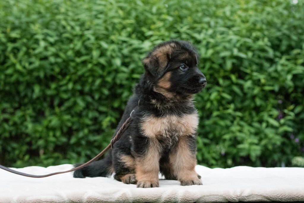 German Puppy