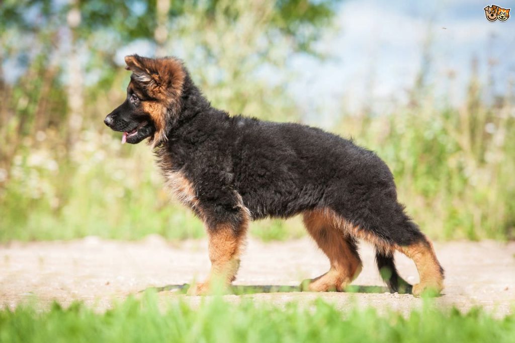 Male German Shepherd Puppy