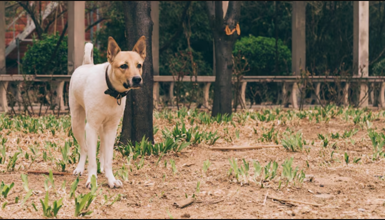 American Village Dog