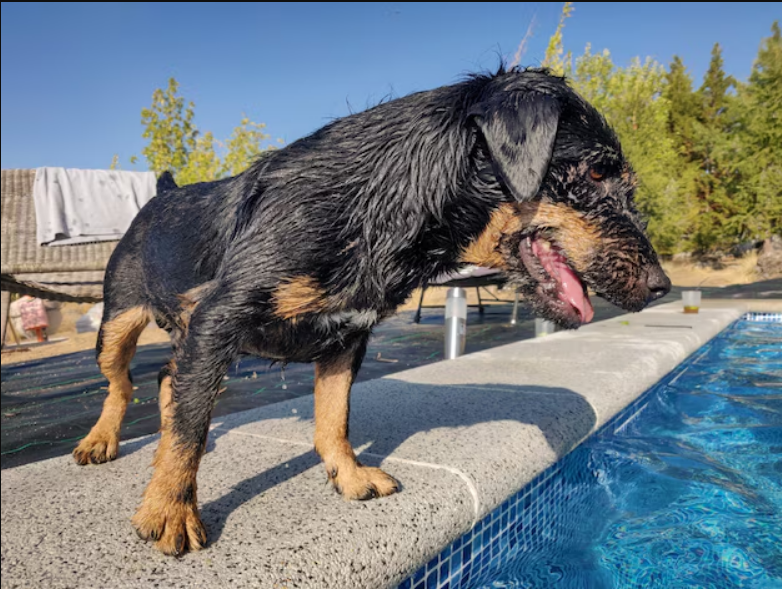 Top 2025 German Dog Names