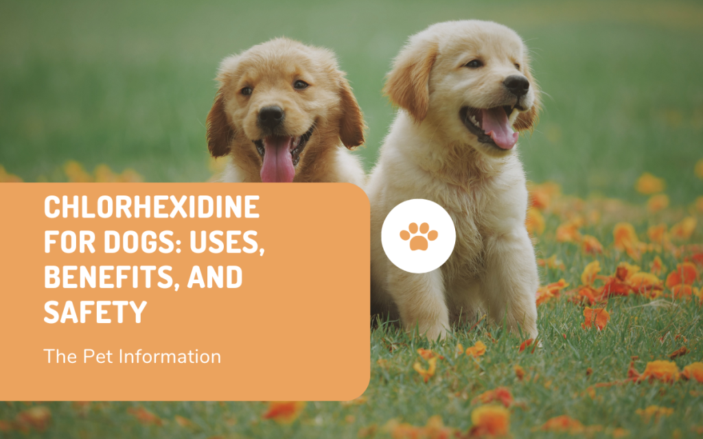 Chlorhexidine for Dogs: Uses, Benefits, and Safety