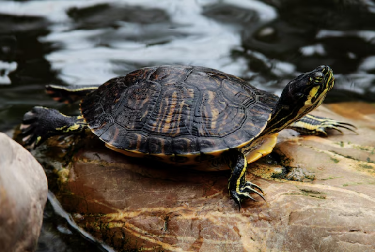 Pet Turtles