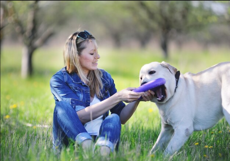 why schnauzers are the worst dogs