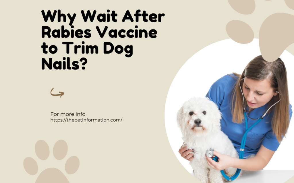 Why Wait After Rabies Vaccine to Trim Dog Nails?