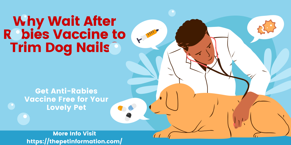 Why Wait After Rabies Vaccine to Trim Dog Nails?