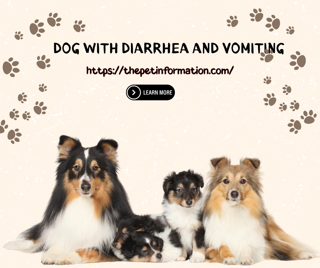 what to give a dog with diarrhea and vomiting