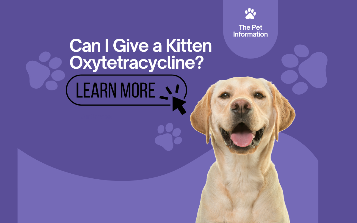 Can I Give a Kitten Oxytetracycline? Complete Details