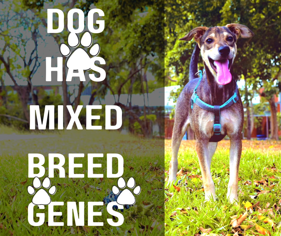 If a Dog Has Mixed Breed Genes Constituting 11