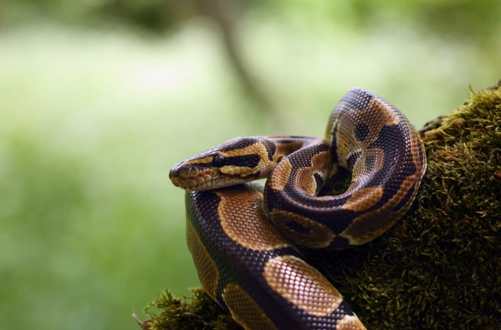 Ball Python