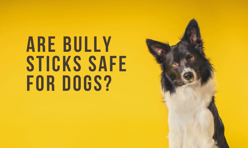 Are Bully Sticks Safe for Dogs? Exploring Benefits, Risks and Tips