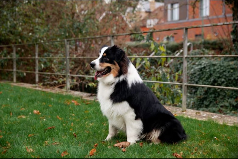 Do Bernese Mountain Dogs Like a Dirty Living Area?