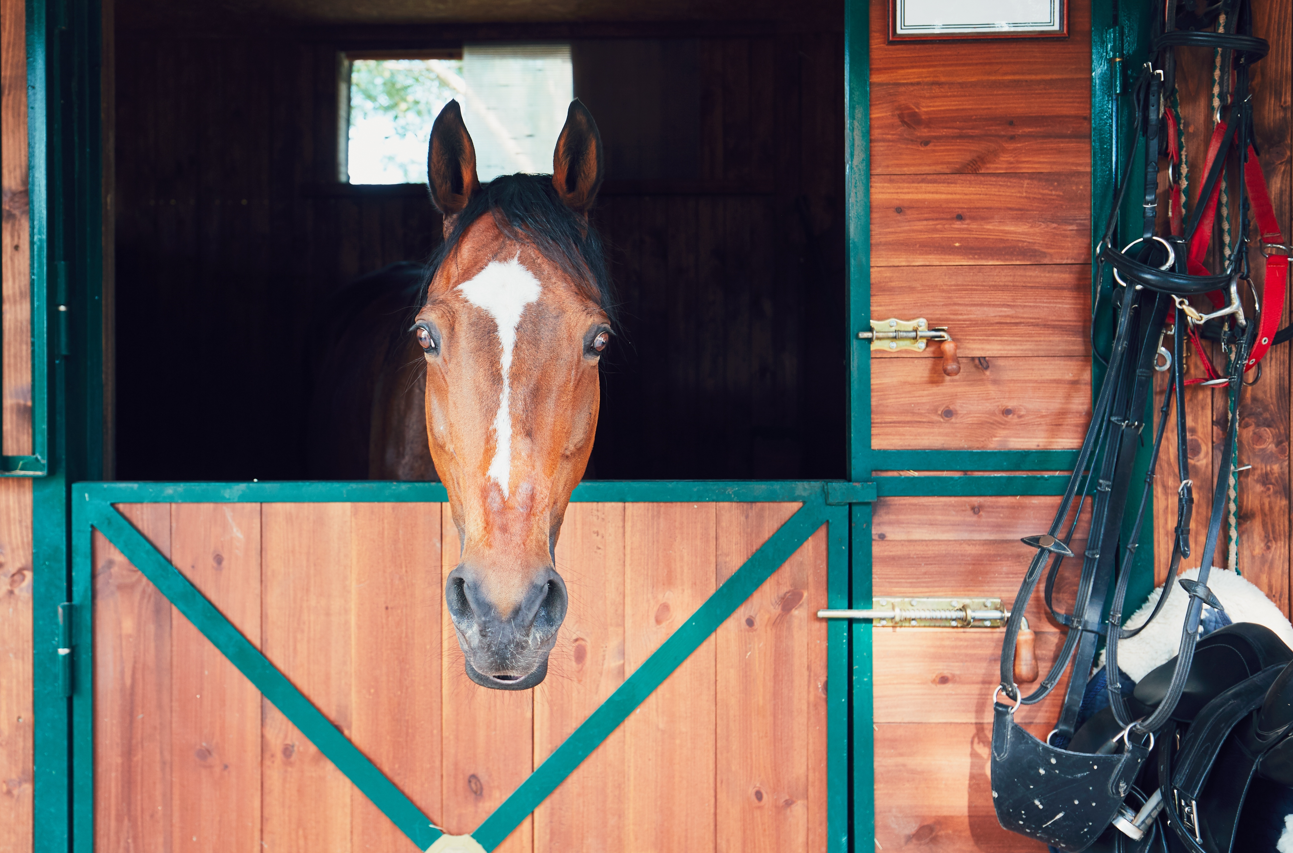 How to Design Your Dream Horse Barn Around Your Existing Property_